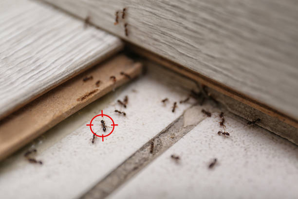 Best Residential Pest Control  in Patterson, LA