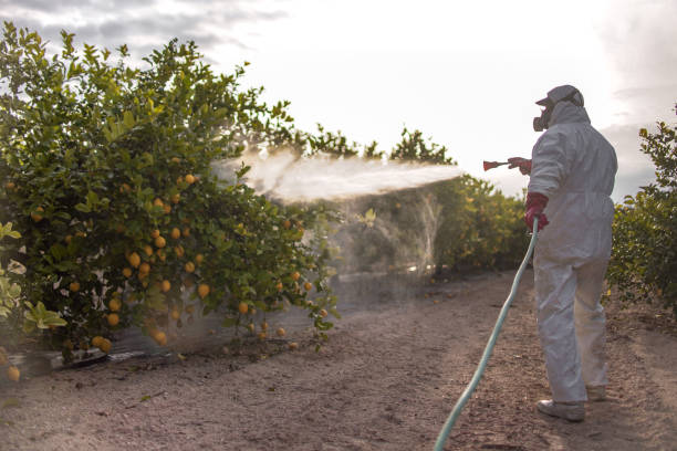 Best Affordable Exterminators  in Patterson, LA