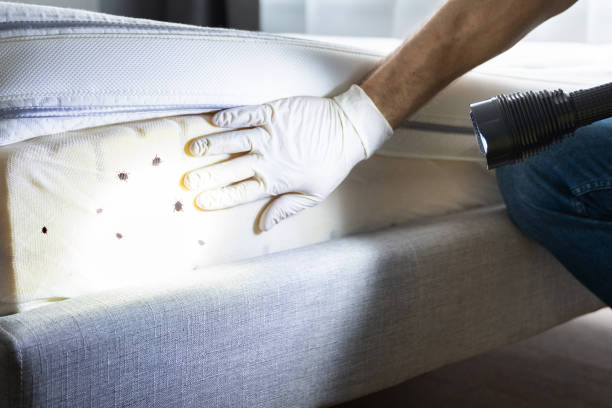 Best Exterminator Services  in Patterson, LA