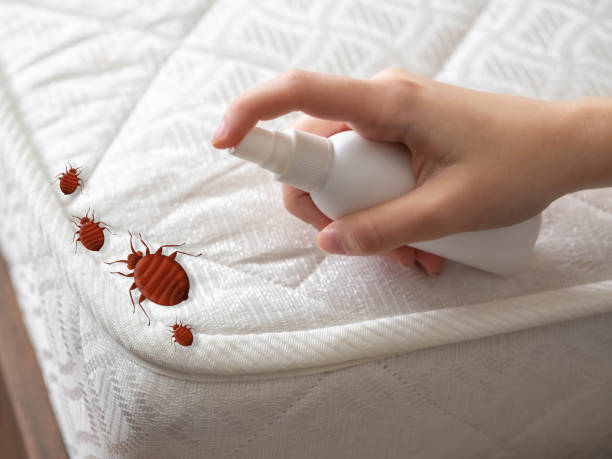 Best Local Pest Control Services  in Patterson, LA