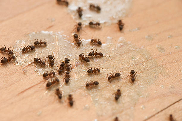 Best Pest Control for Restaurants  in Patterson, LA